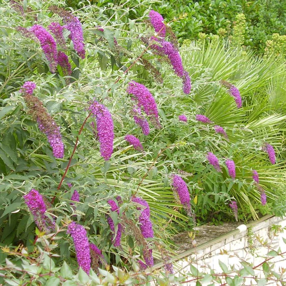 Eleganza in Giardino