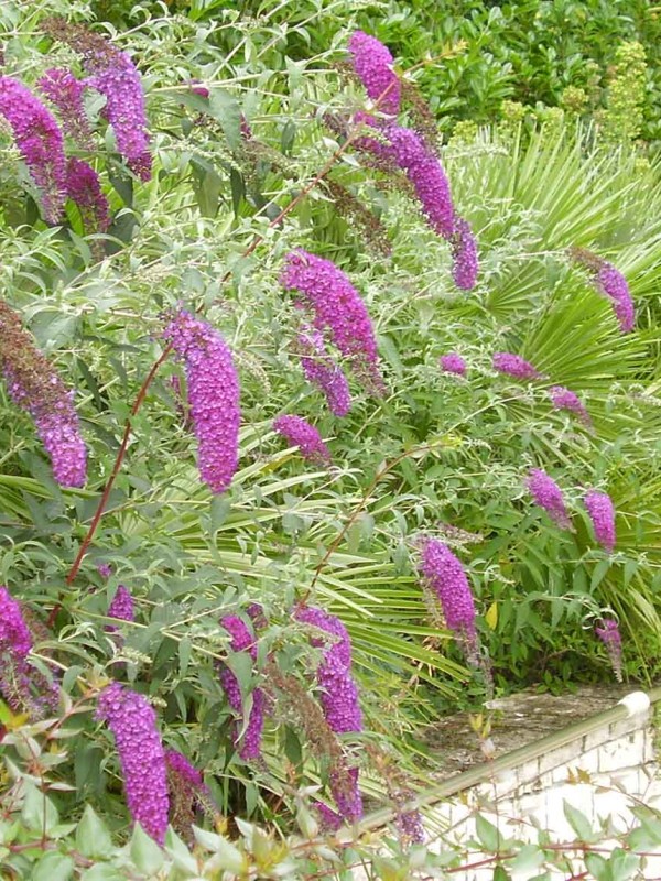 ELEGANCE IN GARDEN