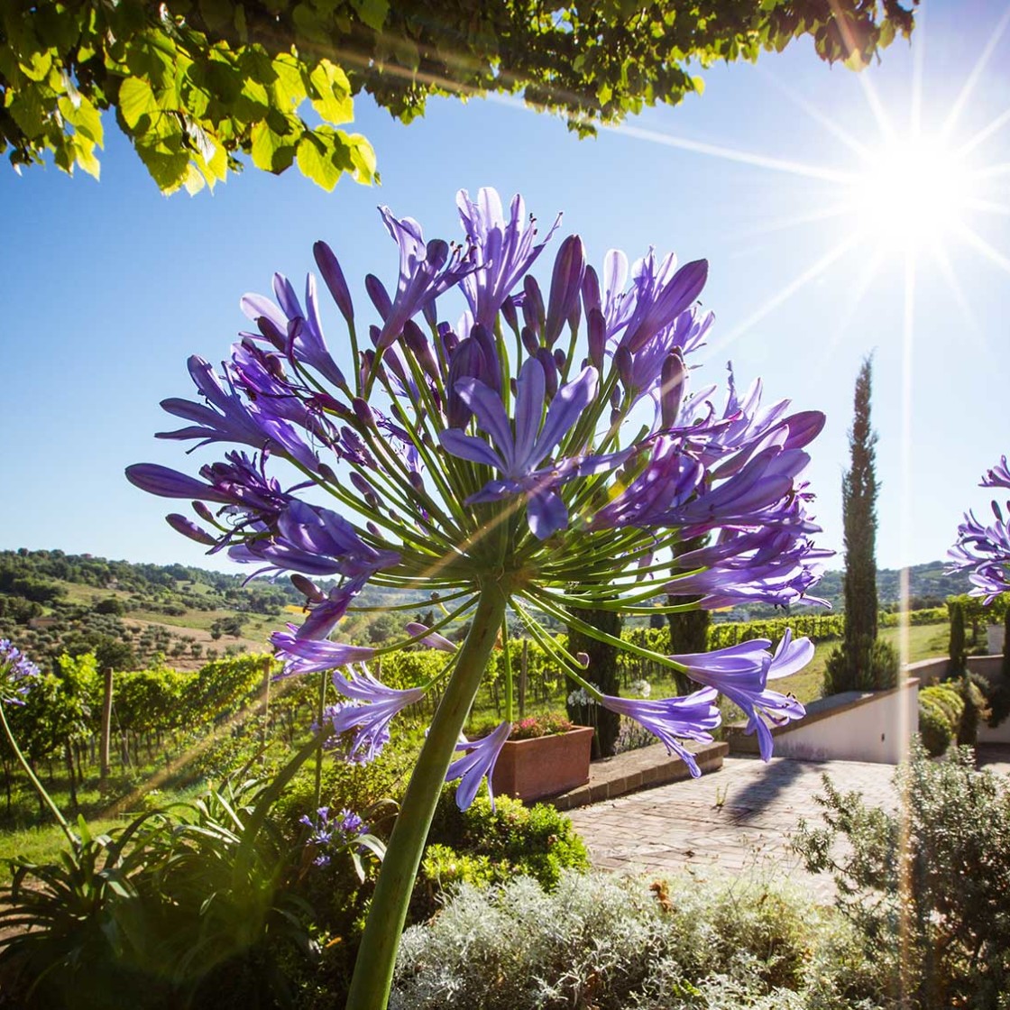 Azienda agricola BoccadiGabbia