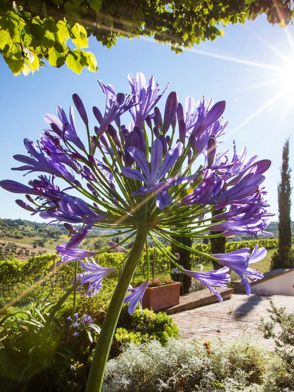 BOCCADIGABBIA FARM