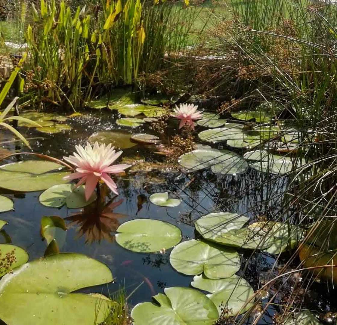 Laghetto naturale con piante acquatiche