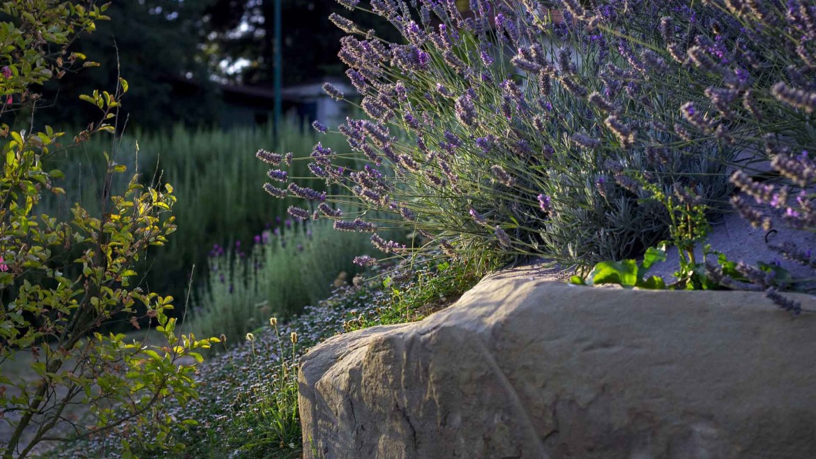 verde, massi ciclopico, lavanda, tramonto,